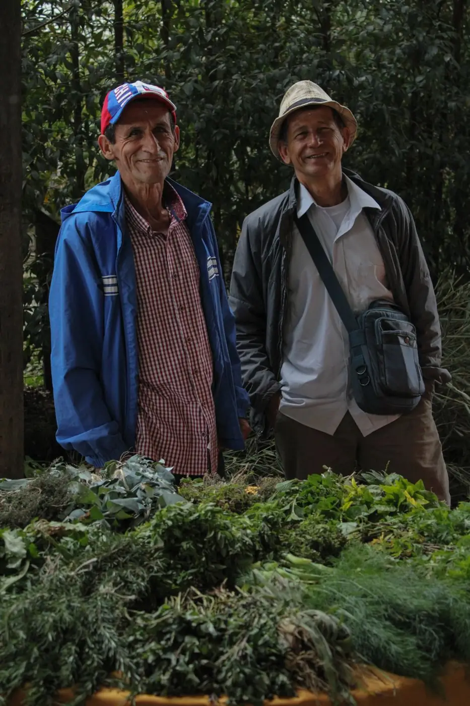 Hierbas aromáticas recién cosechadas