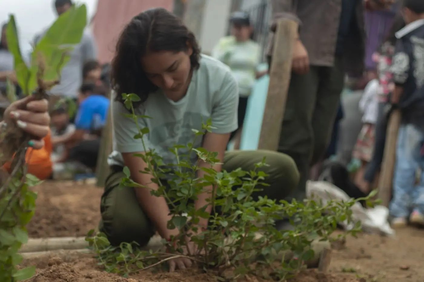 Plantando una especie aromática