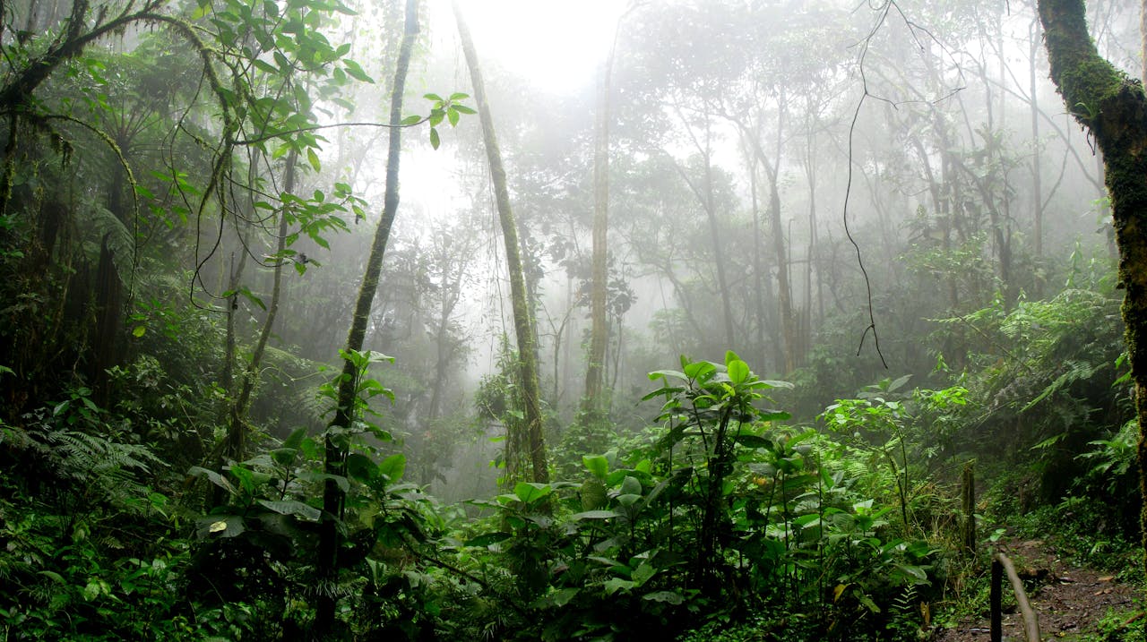 Paisaje del Eje Cafetero colombiano donde se ubican los proyectos de Ecolibre